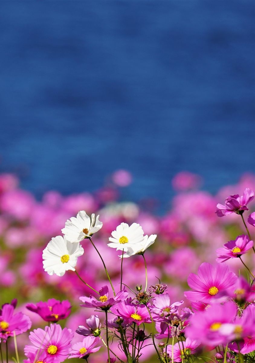 f:id:ohirune-manbou:20201020220613j:plain f:id:ohirune-manbou:20201020220613j:plain