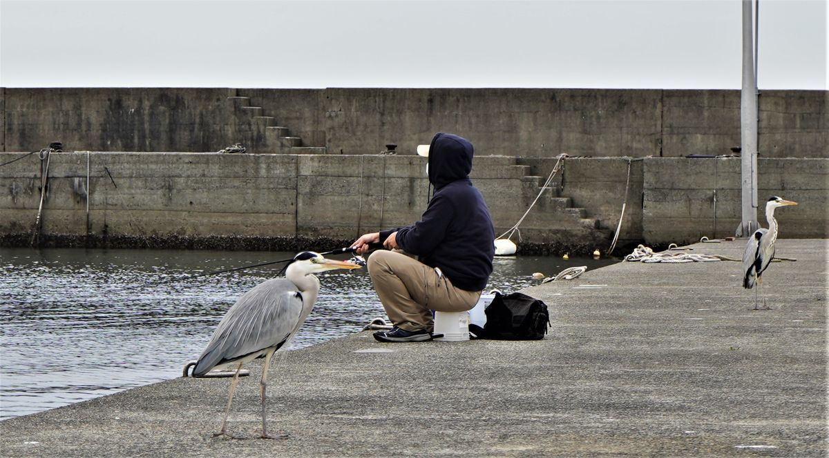 f:id:ohirune-manbou:20201211231643j:plain