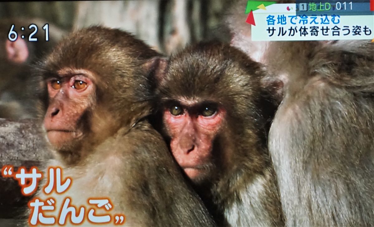 f:id:ohirune-manbou:20201215211033j:plain