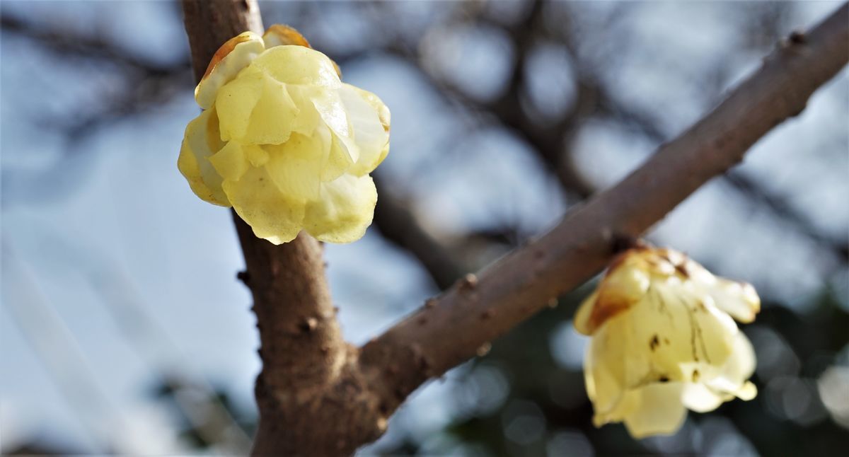 f:id:ohirune-manbou:20210202212108j:plain