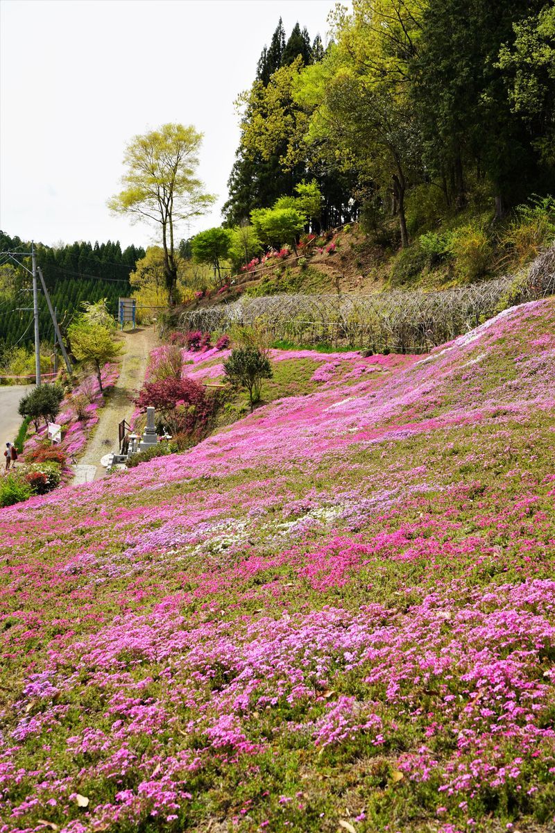f:id:ohirune-manbou:20210408204209j:plain