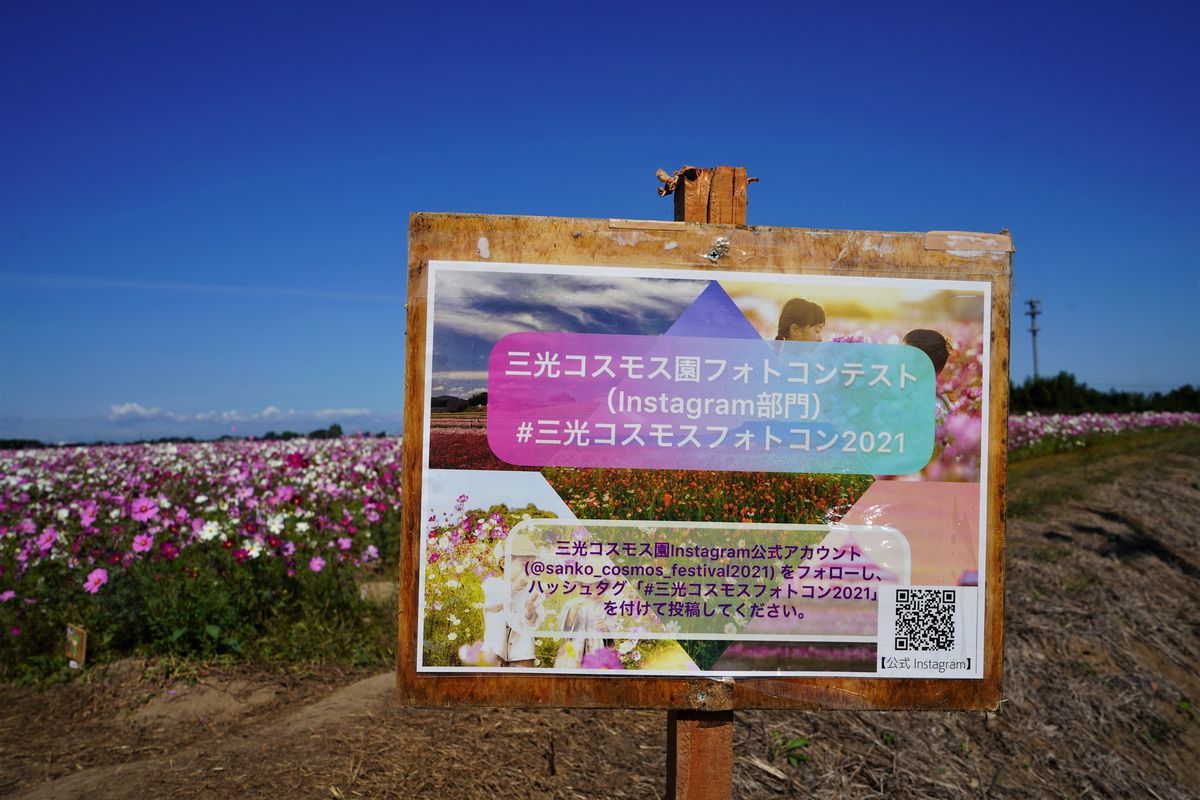 花たび Vol 52 三光コスモス園 お昼寝マンボウの日記 花たび Vol 52 三光コスモス園 お昼寝マンボウの日記