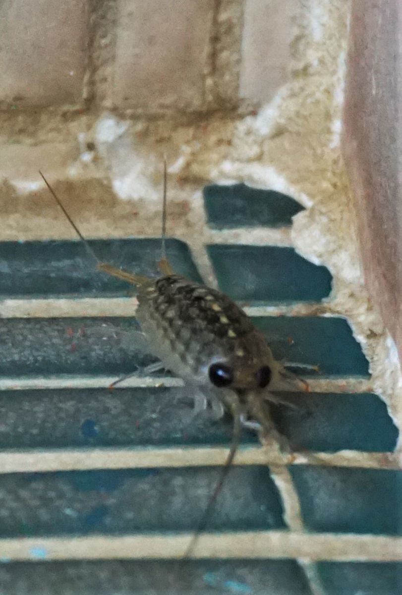 f:id:ohirune-manbou:20211028220623j:plain