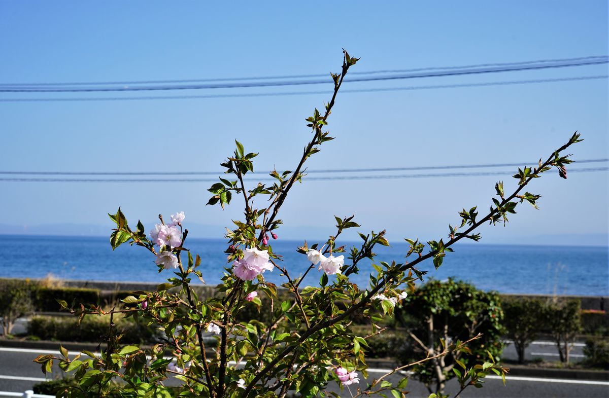 f:id:ohirune-manbou:20220413221416j:plain
