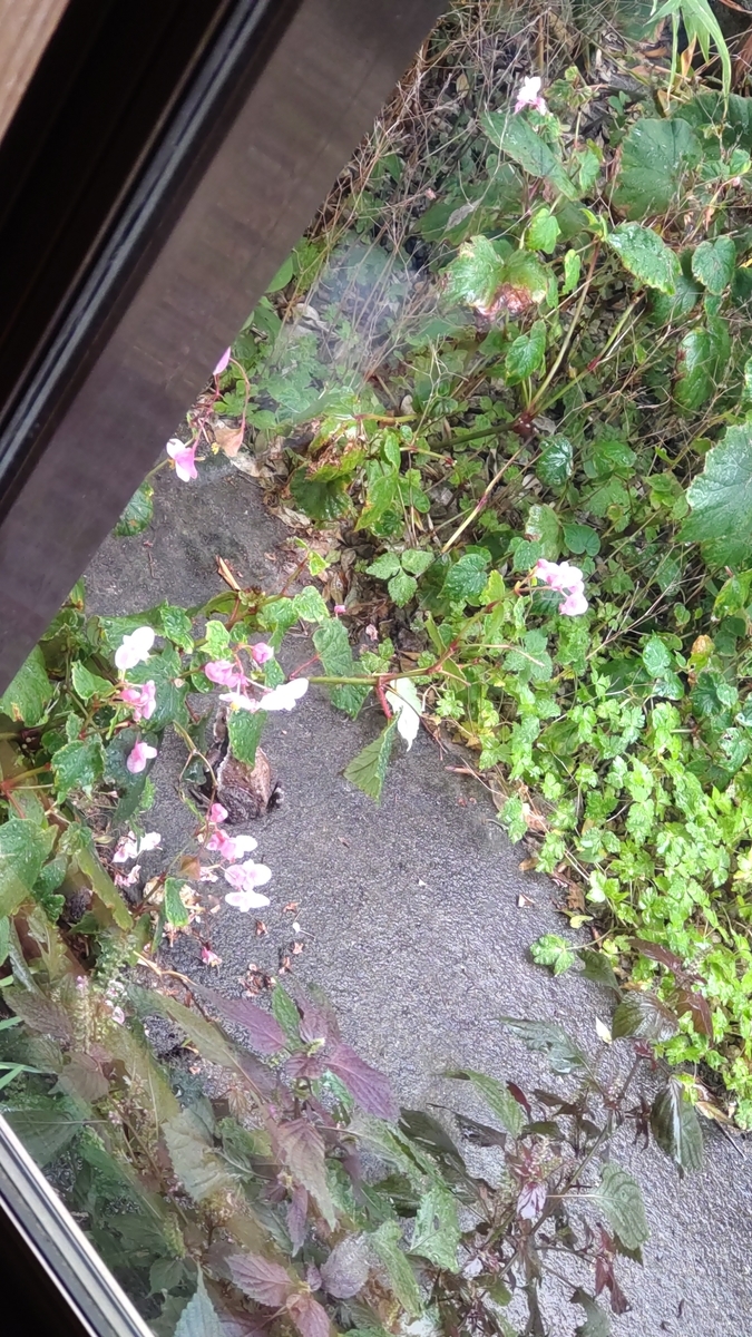 f:id:ohisamanikori:20211010184814j:plain