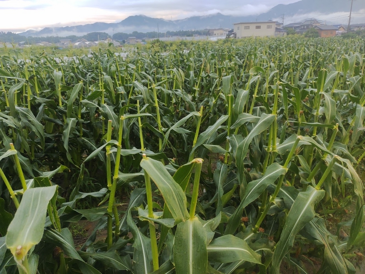 トウモロコシの今季！初収穫＆初出荷 - ひぃー☆らいふ, image size:1200x900