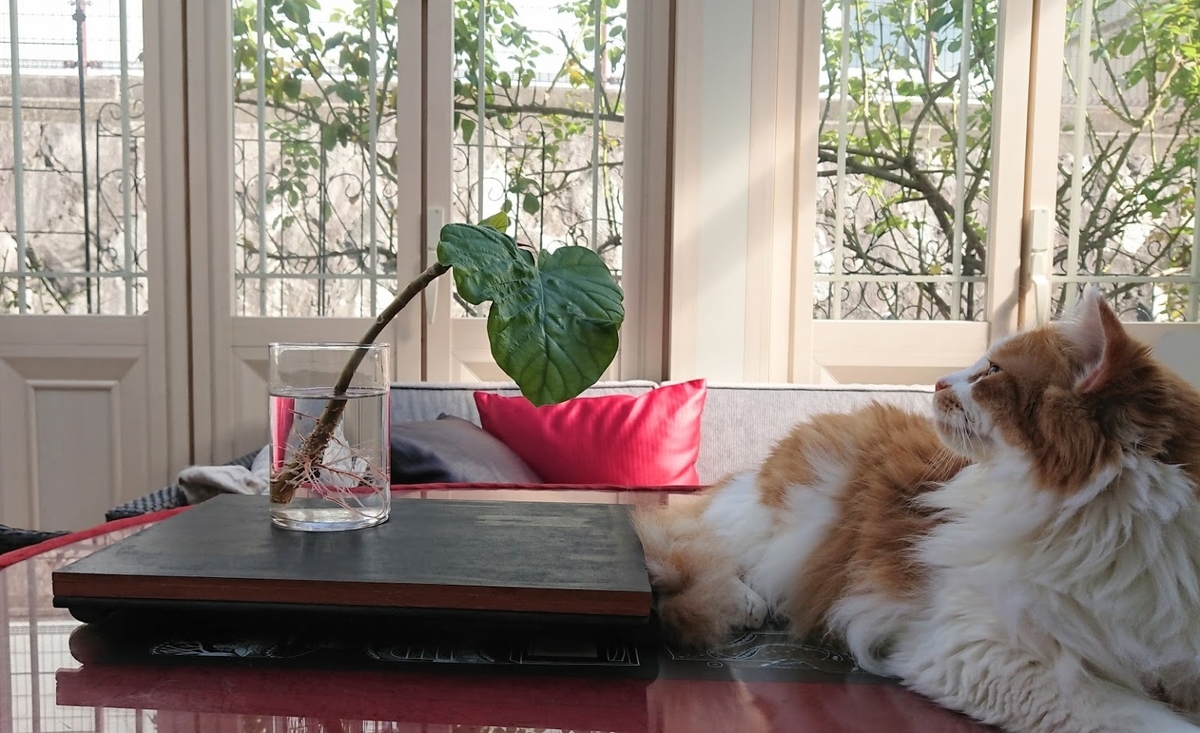 f:id:ohitorisama-daisuki:20201024161138j:plain
