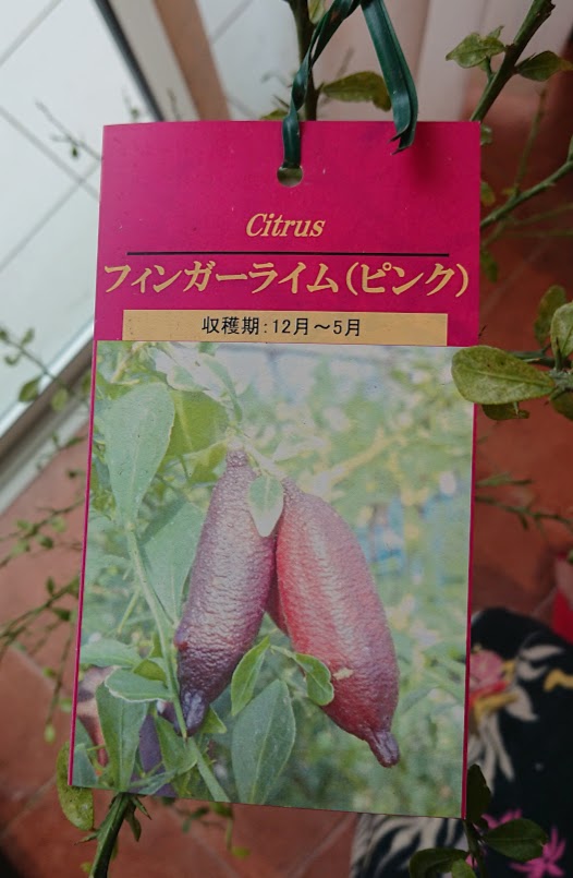 f:id:ohitorisama-daisuki:20210428080501j:plain