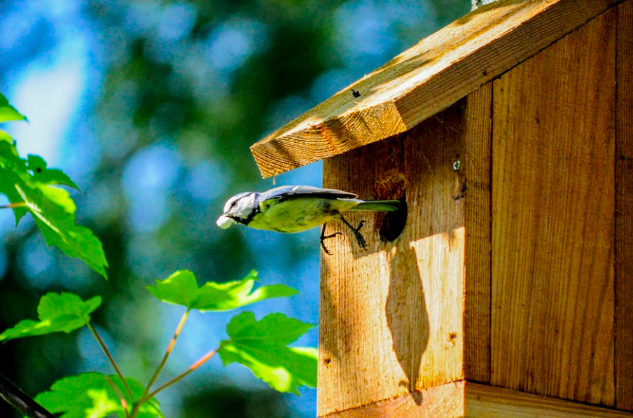 野鳥巣箱 完成品 が欲しい ネットで買えるおしゃれな巣箱まとめ 野鳥好き女子のお散歩ブログ