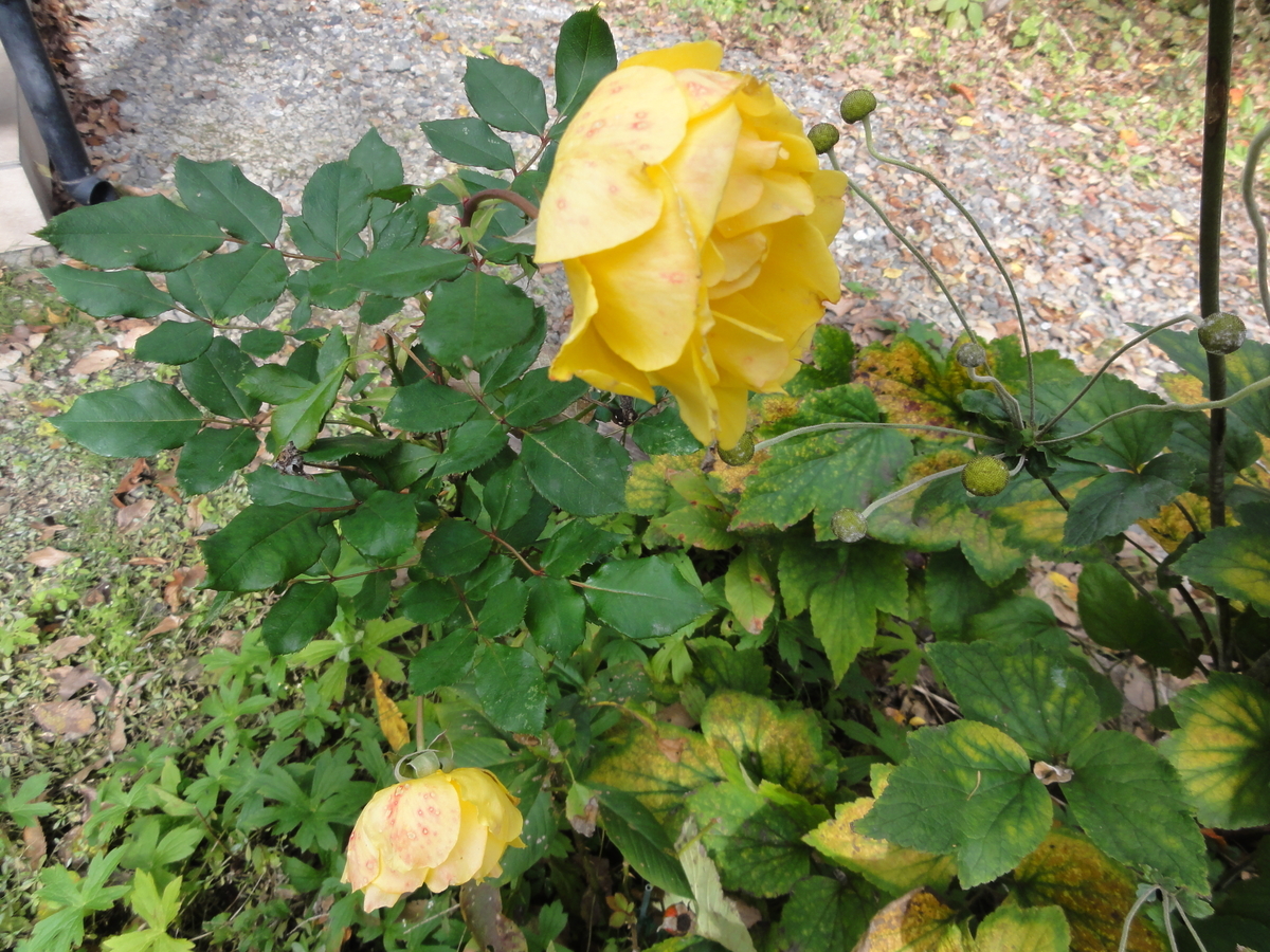 f:id:ohitorisamapiano:20191106084805j:plain