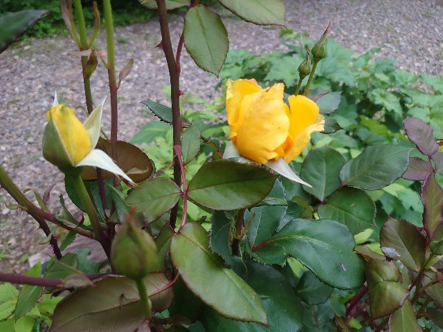 f:id:ohitorisamapiano:20210611232810j:image f:id:ohitorisamapiano:20210611232810j:image