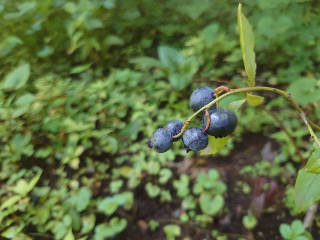 f:id:ohitorisamapiano:20210803183233j:plain