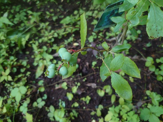 f:id:ohitorisamapiano:20210803183247j:plain