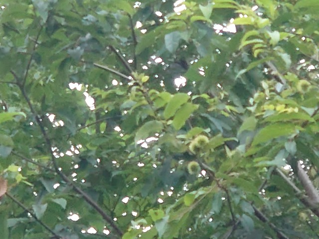 f:id:ohitorisamapiano:20210803203638j:plain