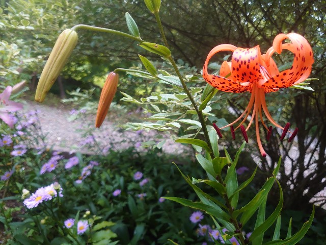 f:id:ohitorisamapiano:20210805220728j:plain