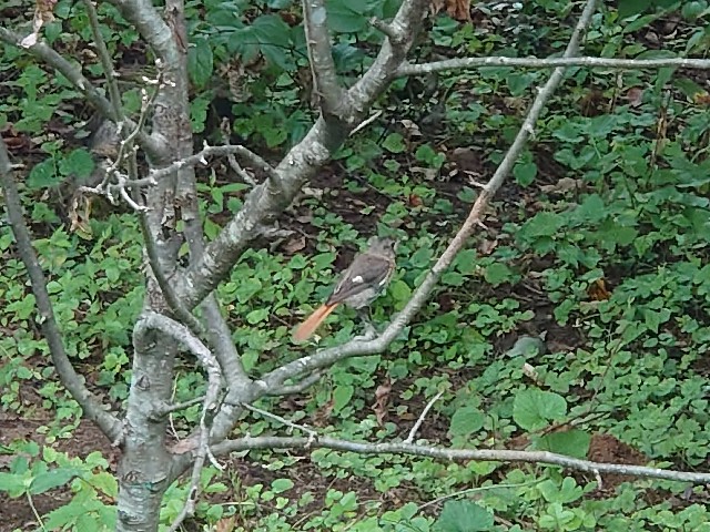 f:id:ohitorisamapiano:20210814194056j:image f:id:ohitorisamapiano:20210814194056j:image