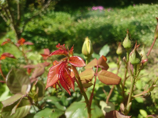 f:id:ohitorisamapiano:20210820193823j:plain