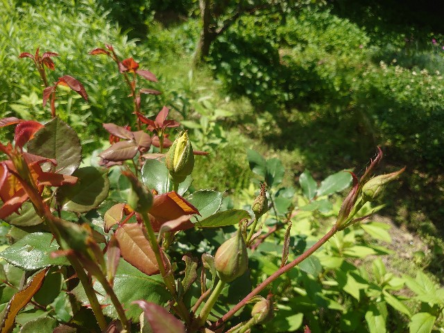 f:id:ohitorisamapiano:20210820193830j:plain