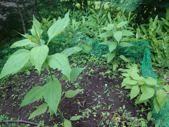 f:id:ohitorisamapiano:20211201174308j:plain