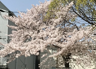 f:id:ohitorisamazanmai:20180401095310j:plain f:id:ohitorisamazanmai:20180401095310j:plain