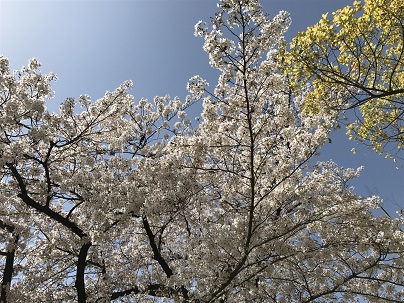 f:id:ohitorisamazanmai:20180401095538j:plain f:id:ohitorisamazanmai:20180401095538j:plain