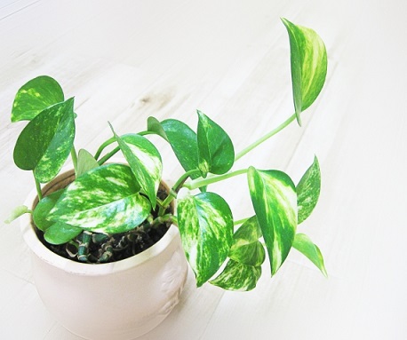 f:id:ohitorisamazanmai:20191025092614j:plain