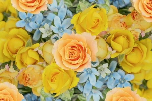 f:id:ohitorisamazanmai:20200202115826j:plain f:id:ohitorisamazanmai:20200202115826j:plain