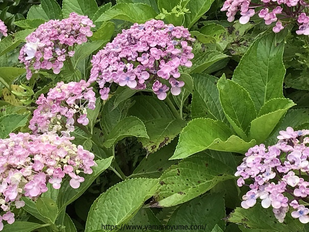 f:id:ohitorisamazanmai:20200507132230j:plain