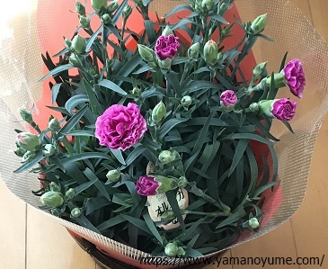 f:id:ohitorisamazanmai:20200507135226j:plain