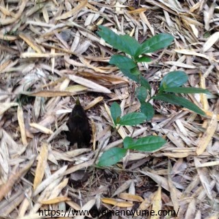 f:id:ohitorisamazanmai:20200515202706j:plain