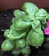 f:id:ohitorisamazanmai:20200925215511j:plain