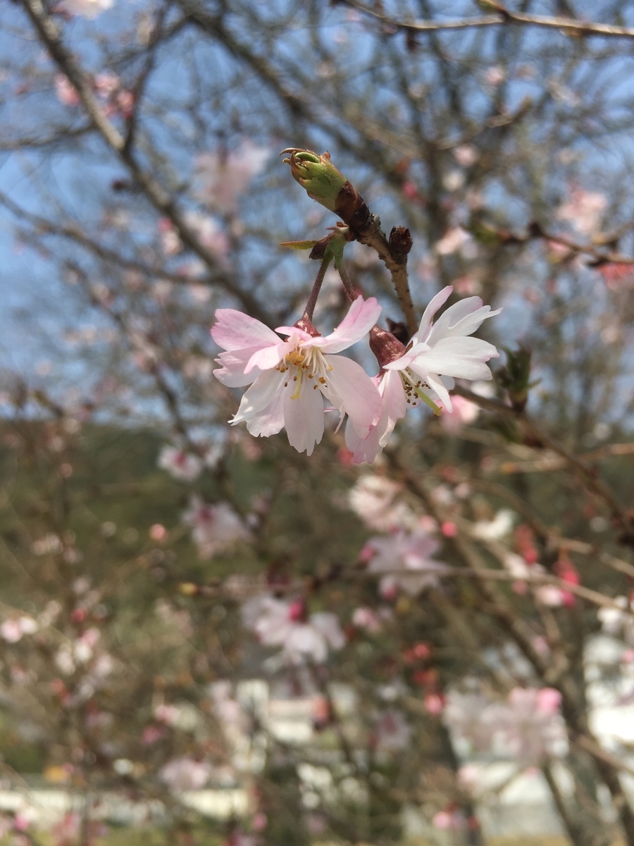 f:id:ohji-island:20190404013141j:plain f:id:ohji-island:20190404013141j:plain