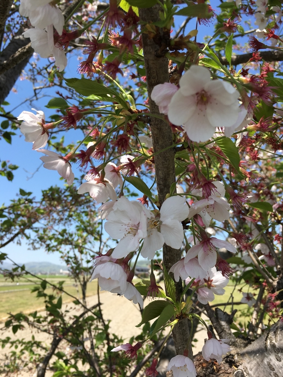 f:id:ohji-island:20190420221613j:plain f:id:ohji-island:20190420221613j:plain