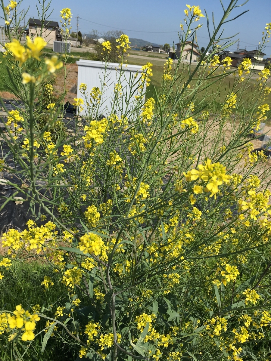 f:id:ohji-island:20190420221658j:plain f:id:ohji-island:20190420221658j:plain