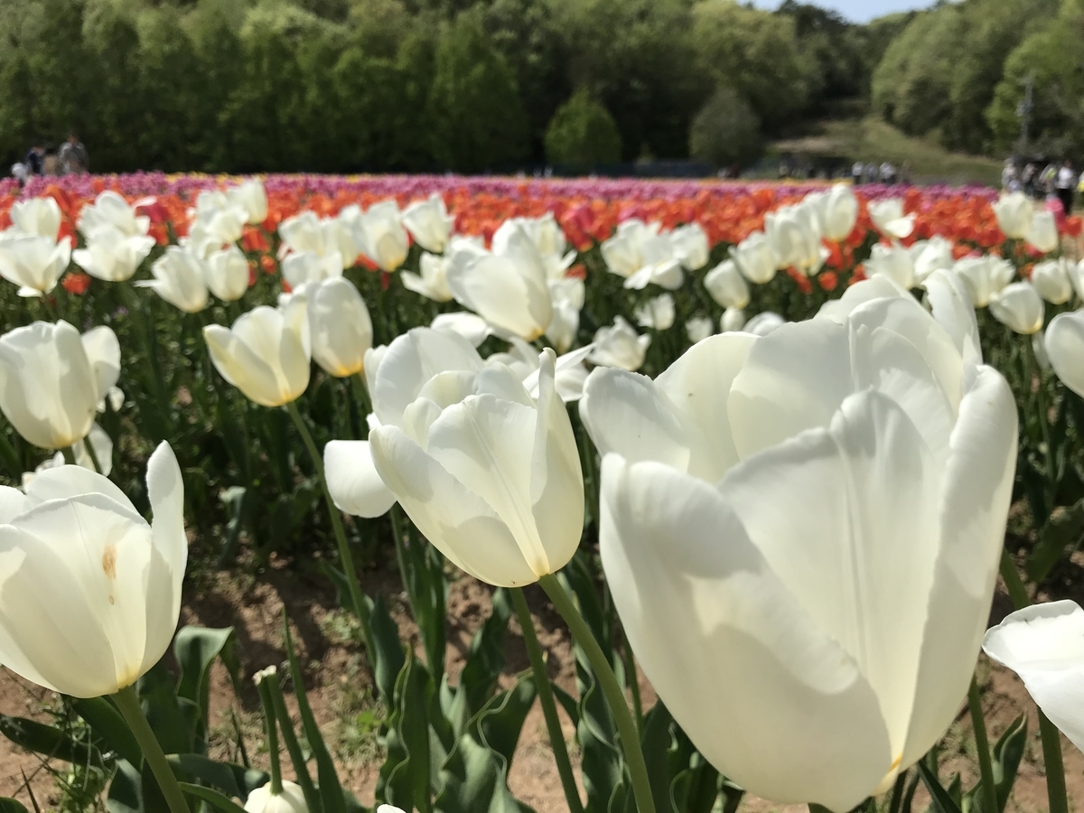 f:id:ohji-island:20190506000717j:plain f:id:ohji-island:20190506000717j:plain
