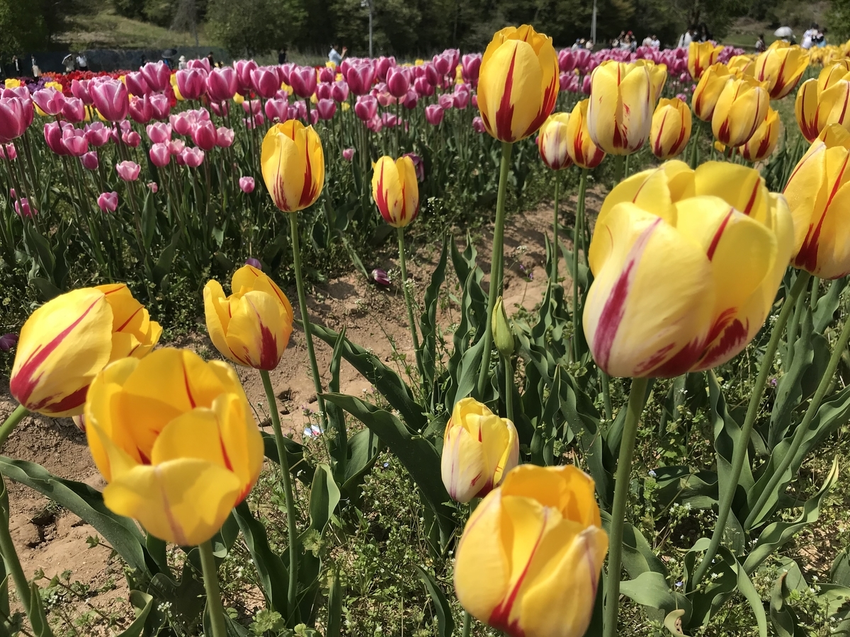 f:id:ohji-island:20190506000852j:plain f:id:ohji-island:20190506000852j:plain