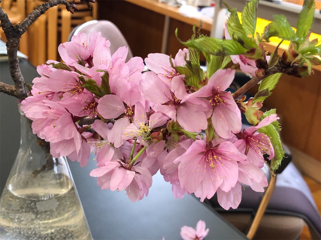 f:id:ohki_furano:20210512000158j:image f:id:ohki_furano:20210512000158j:image