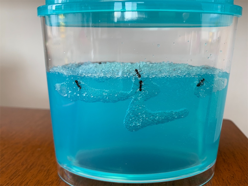 アリの巣観察キット(完成)