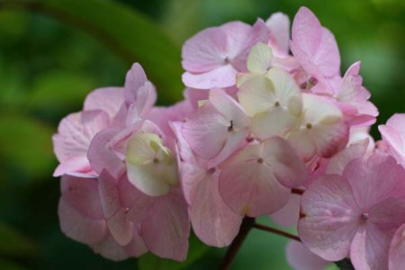 f:id:ohmegumi:20100612110239j:image f:id:ohmegumi:20100612110239j:image