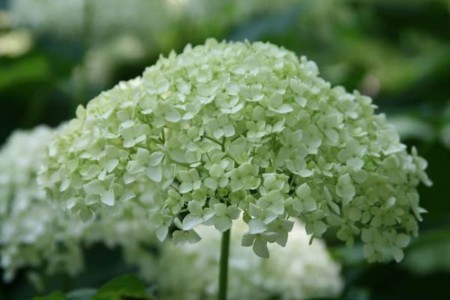 f:id:ohmegumi:20100612111543j:image f:id:ohmegumi:20100612111543j:image