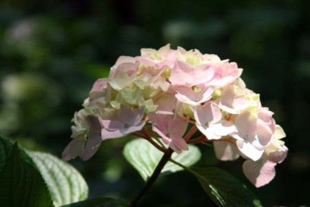 f:id:ohmegumi:20100612112544j:image f:id:ohmegumi:20100612112544j:image