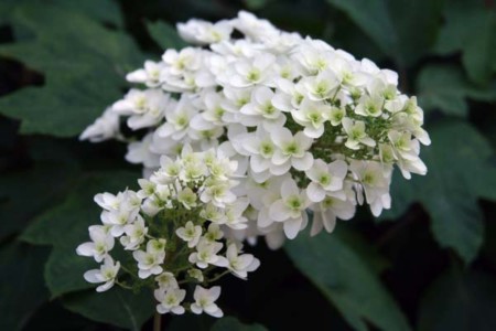 f:id:ohmegumi:20100612113733j:image f:id:ohmegumi:20100612113733j:image