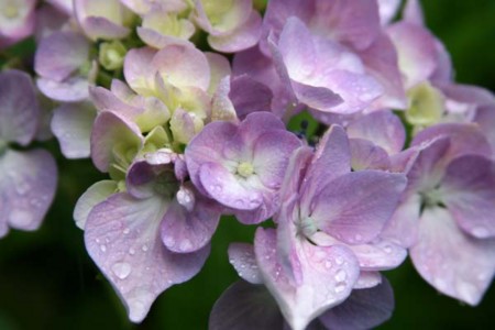 f:id:ohmegumi:20100618093030j:image f:id:ohmegumi:20100618093030j:image