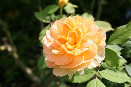 f:id:ohmegumi:20101016121816j:image f:id:ohmegumi:20101016121816j:image