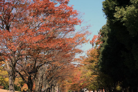 f:id:ohmegumi:20101119112409j:image f:id:ohmegumi:20101119112409j:image