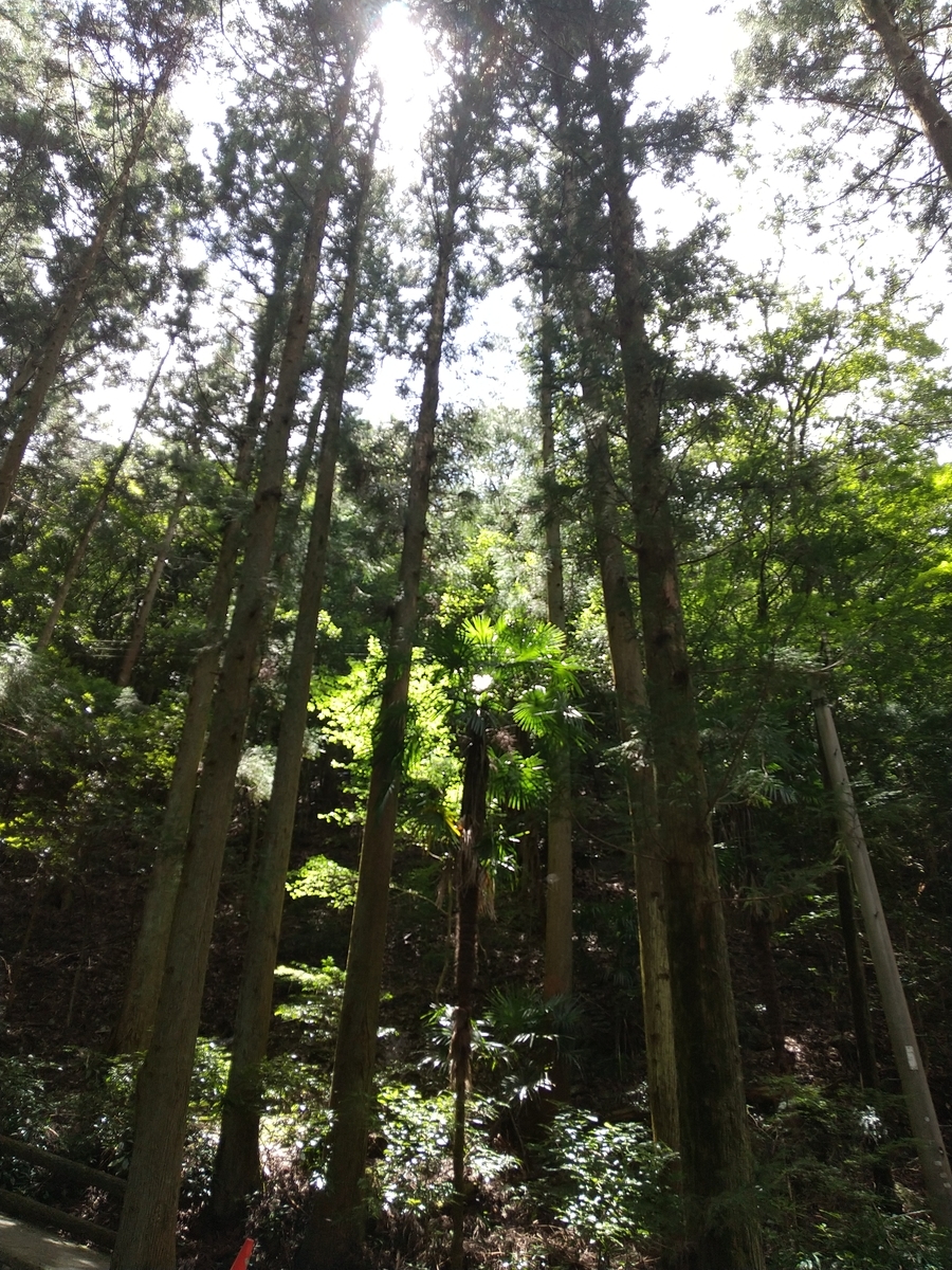 f:id:ohmikan:20210723230322j:plain