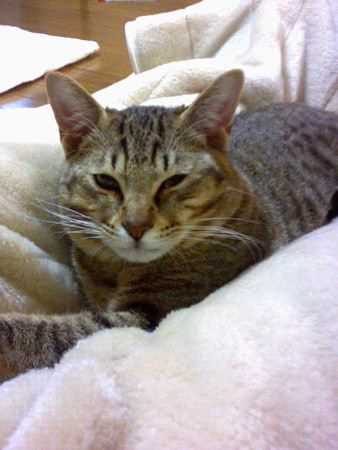 f:id:ohnosakiko:20090111224728j:image:left