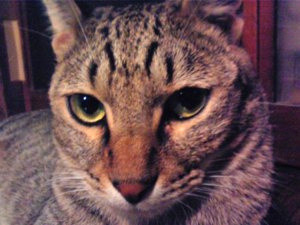 f:id:ohnosakiko:20100825173945j:image