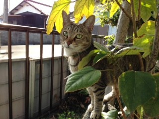 f:id:ohnosakiko:20130324135841j:image:w320 f:id:ohnosakiko:20130324135841j:image:w320