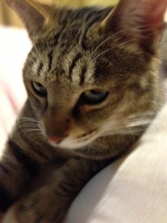 f:id:ohnosakiko:20130324195436j:plain
